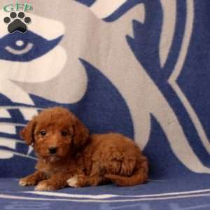 Urbana, Mini Goldendoodle Puppy